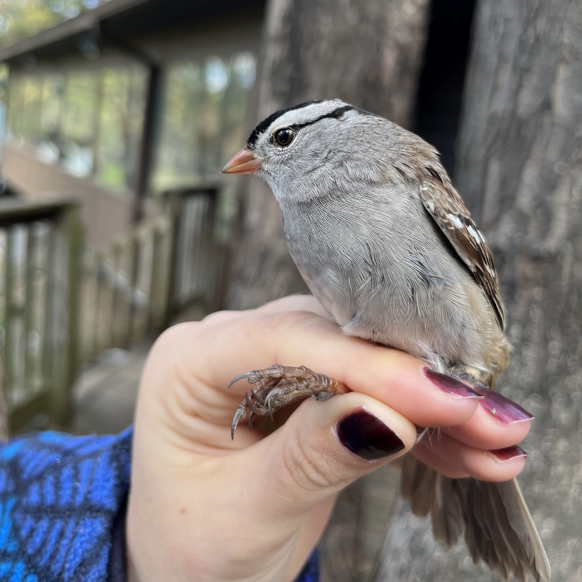 White-crowned Sparrow - Jonah Tamez