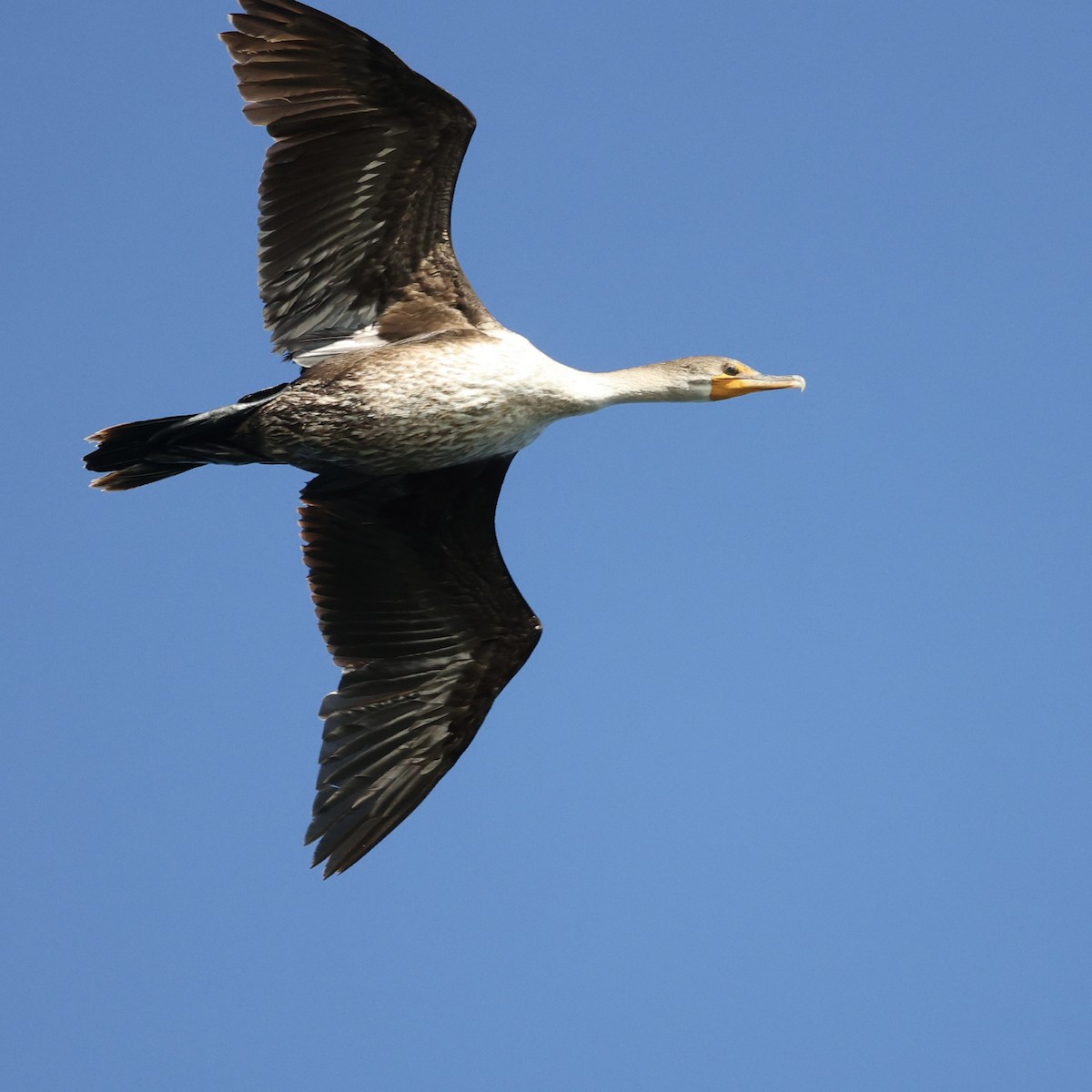 Double-crested Cormorant - Michael Burkhart