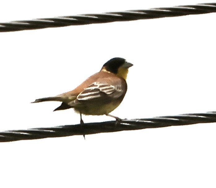 Black-headed Bunting - ML618831339