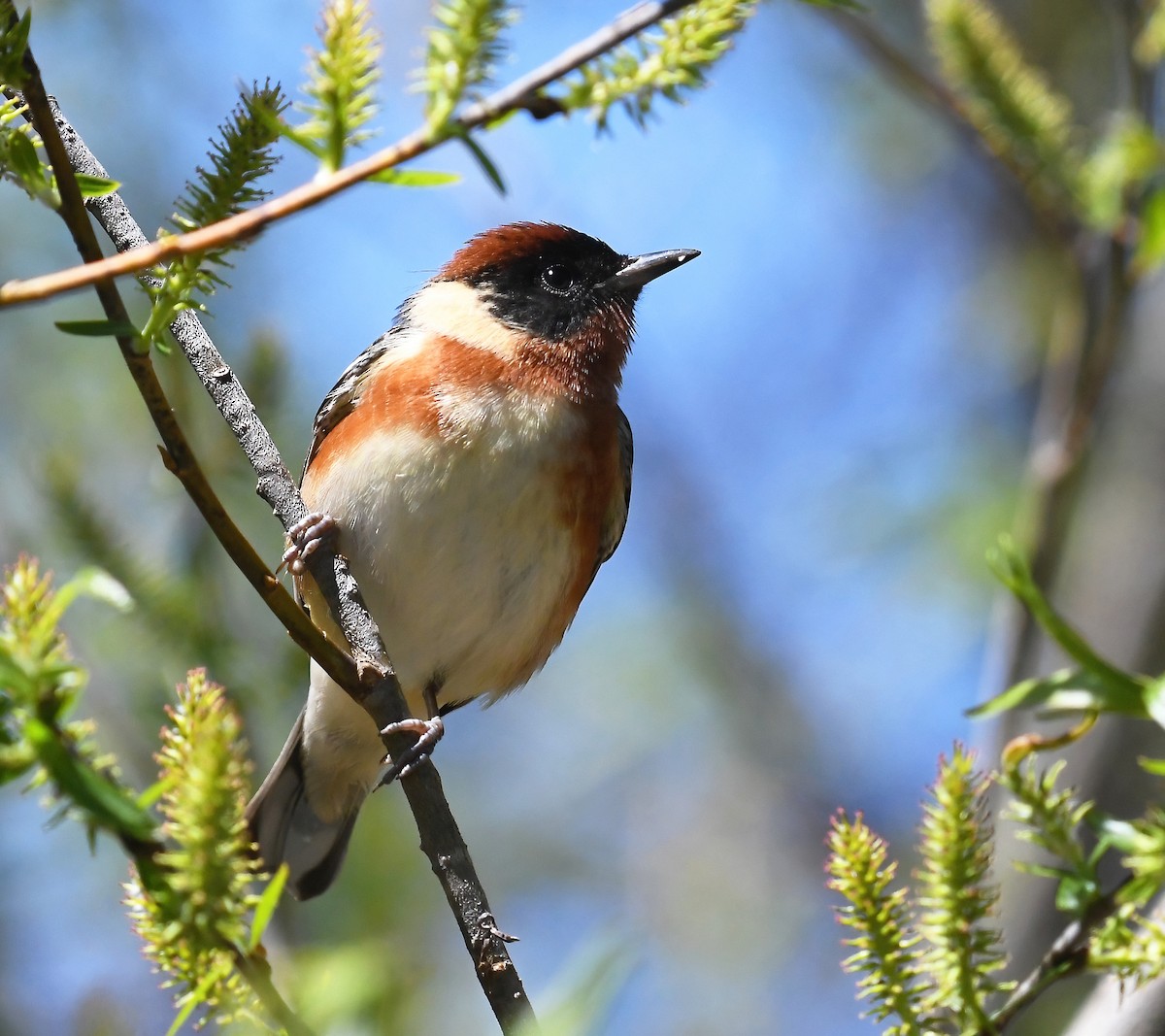 Bay-breasted Warbler - Tess  Nelkie