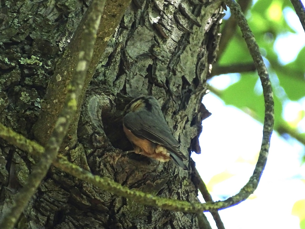 Eurasian Nuthatch - Jeffrey Roth