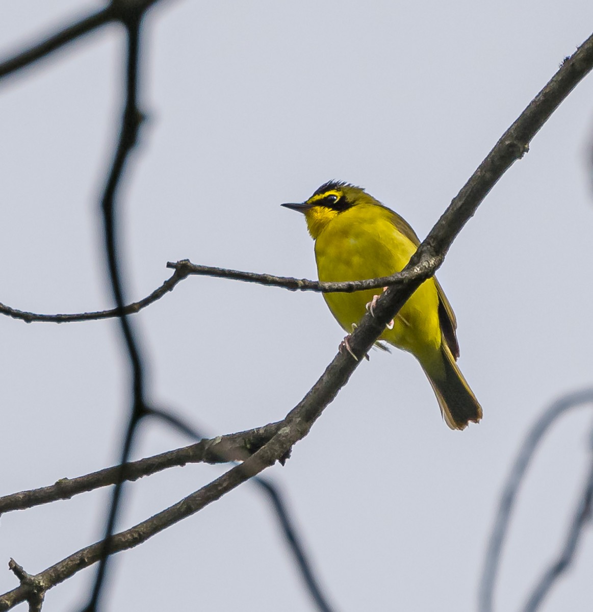 Kentucky Warbler - Mike Murphy