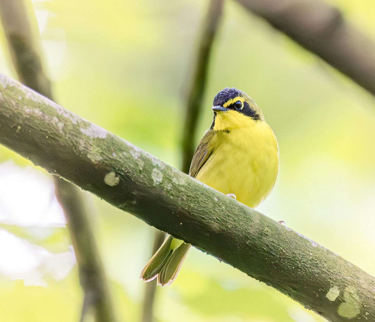 Kentucky Warbler - Mike Murphy