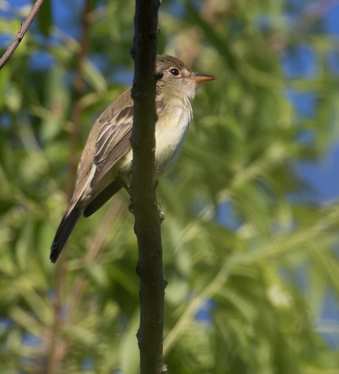 Willow Flycatcher - Mark R Johnson