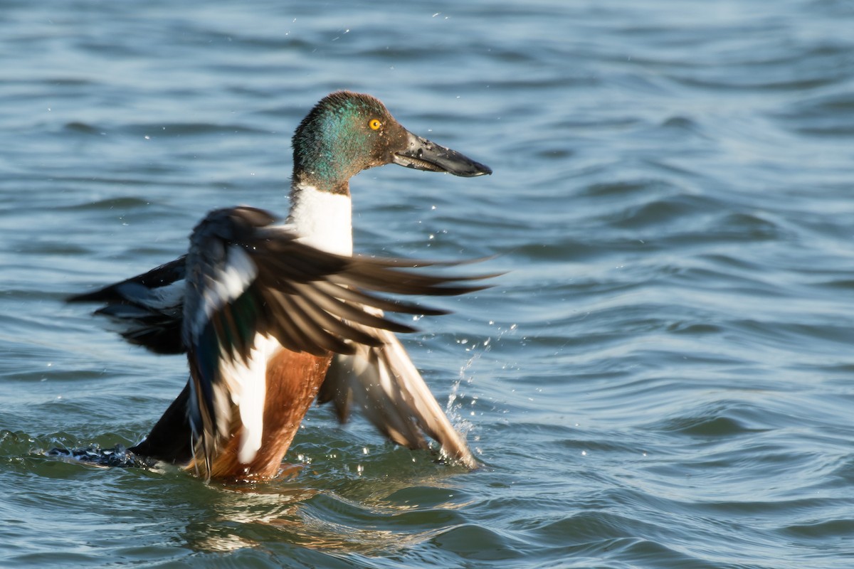 Northern Shoveler - Lori Buhlman