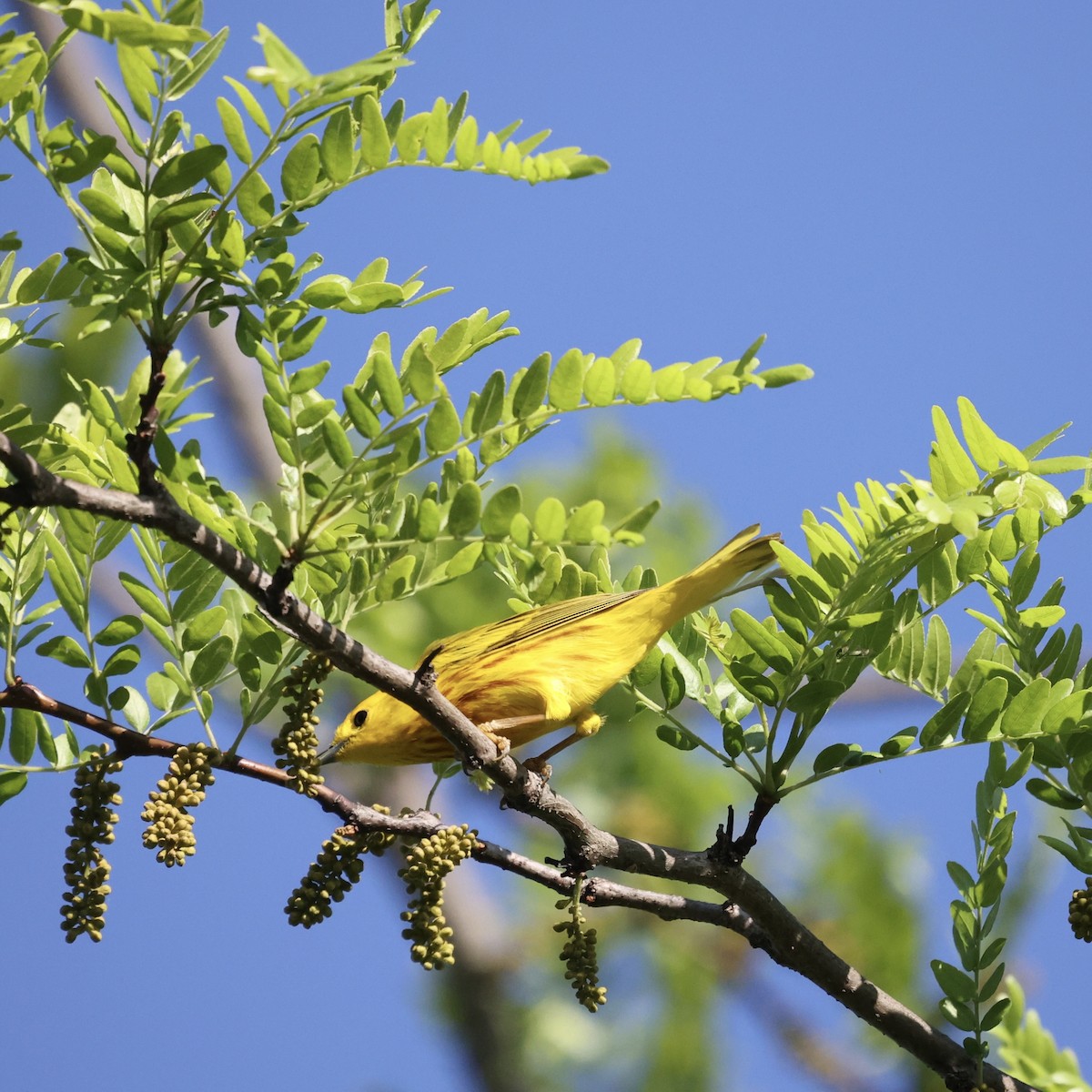 Yellow Warbler - Michael Burkhart