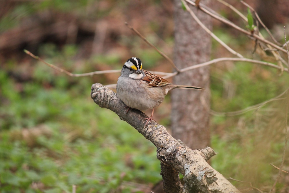 White-throated Sparrow - Josh McCrea