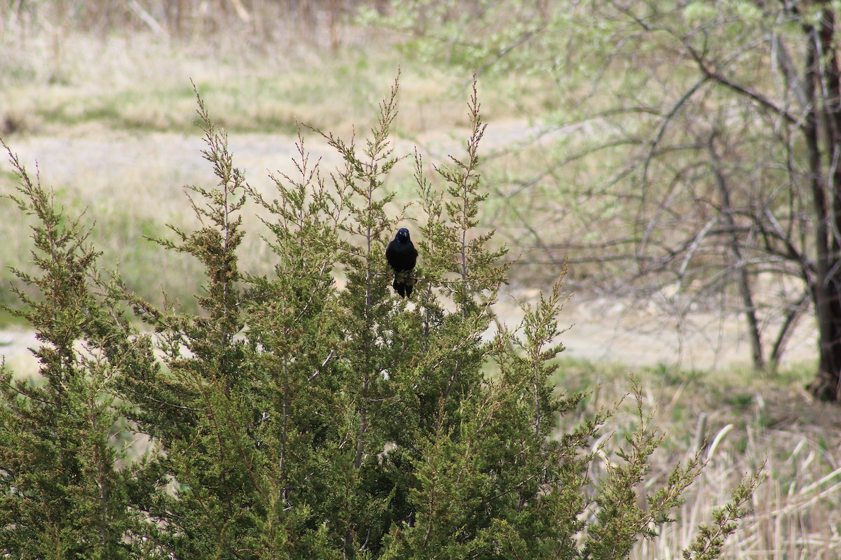 Brewer's Blackbird - ML618831397