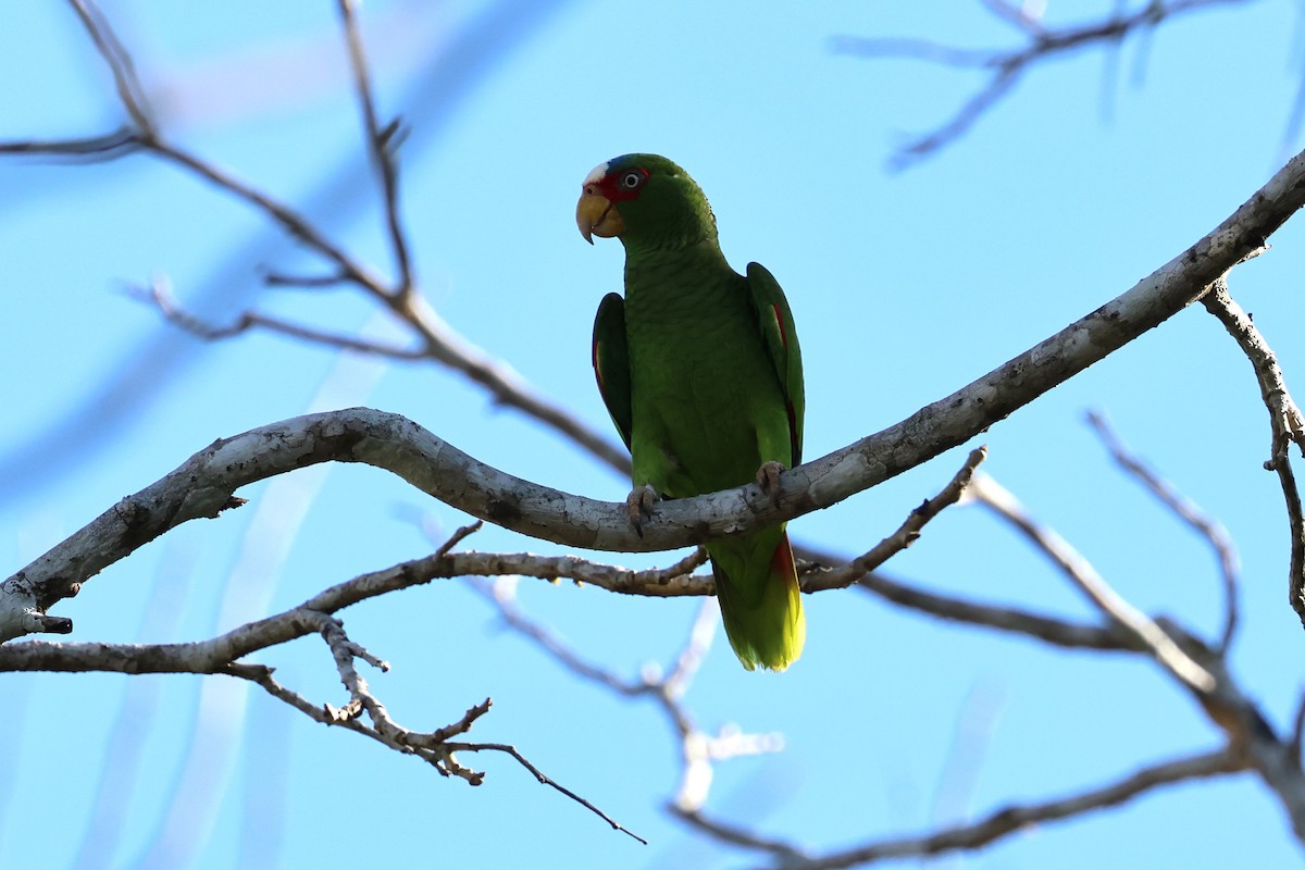 White-fronted Parrot - Andy Bridges