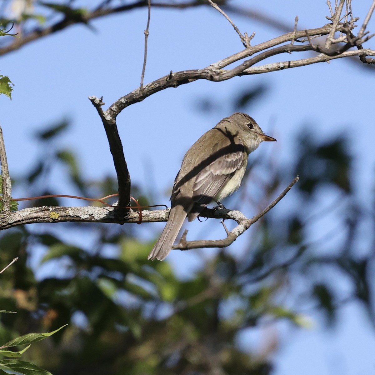 Willow Flycatcher - Michael Burkhart