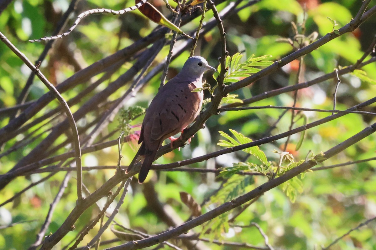 Ruddy Ground Dove - Andy Bridges