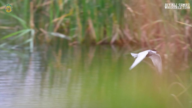 Whiskered Tern - ML618831431