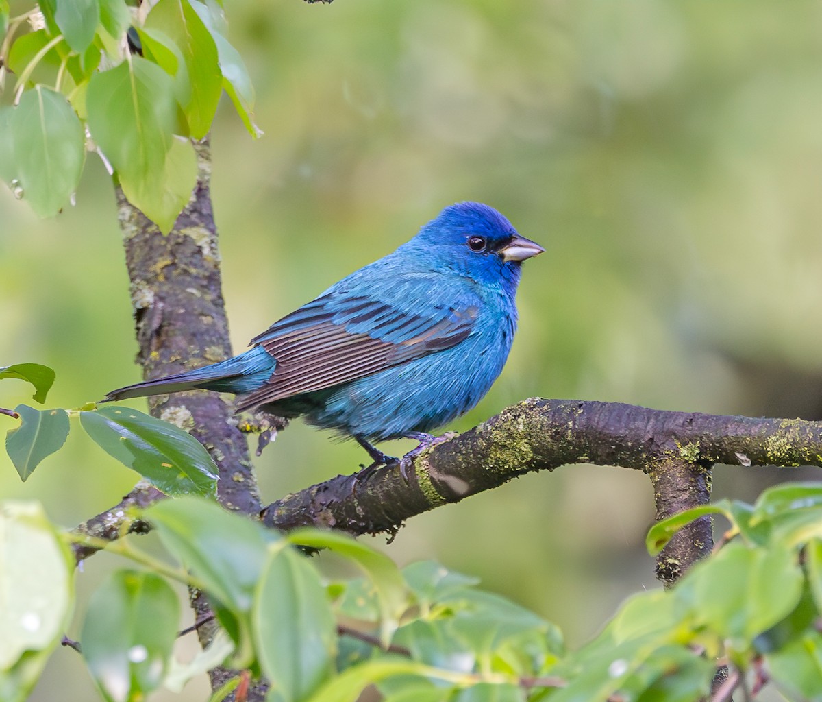 Indigo Bunting - Mike Murphy