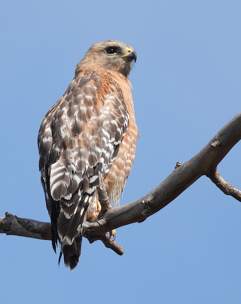 Red-shouldered Hawk - ML618831442