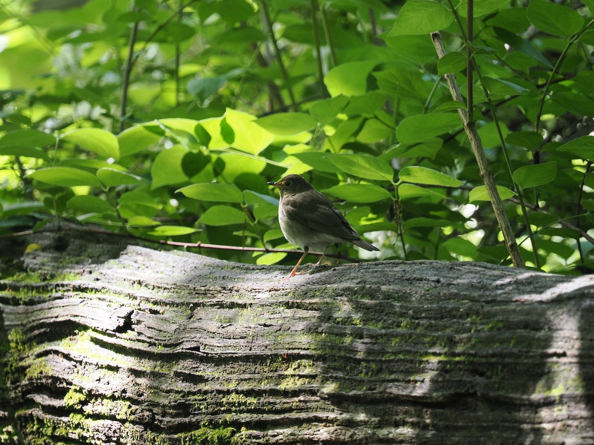 Swainson's Thrush - Adrian Hamins-Puertolas