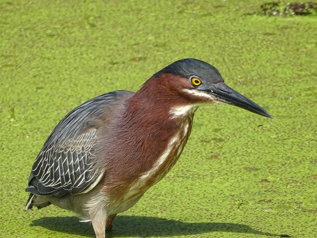 Green Heron - Jim Walton