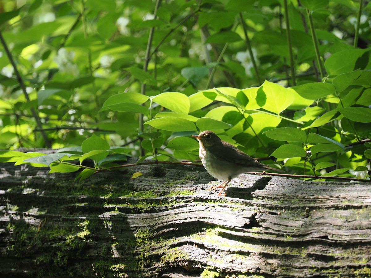 Swainson's Thrush - Adrian Hamins-Puertolas