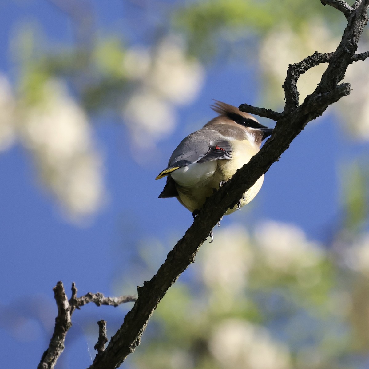 Cedar Waxwing - Michael Burkhart