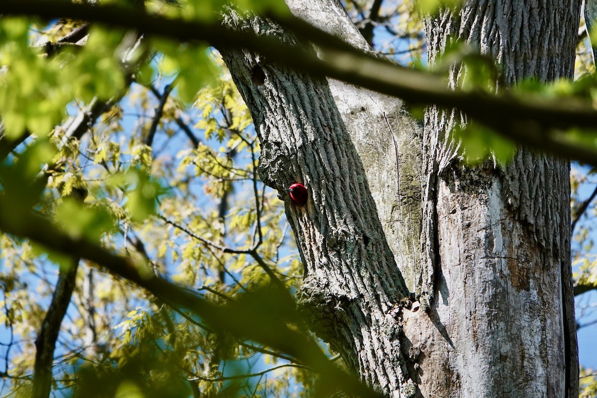 Red-headed Woodpecker - ML618831468