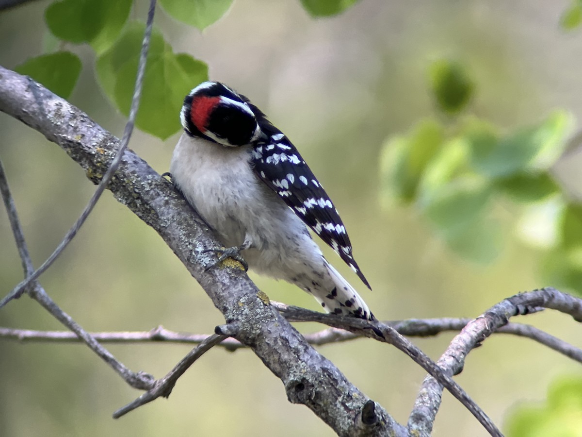 Downy Woodpecker - Zoe Newell-Hickman