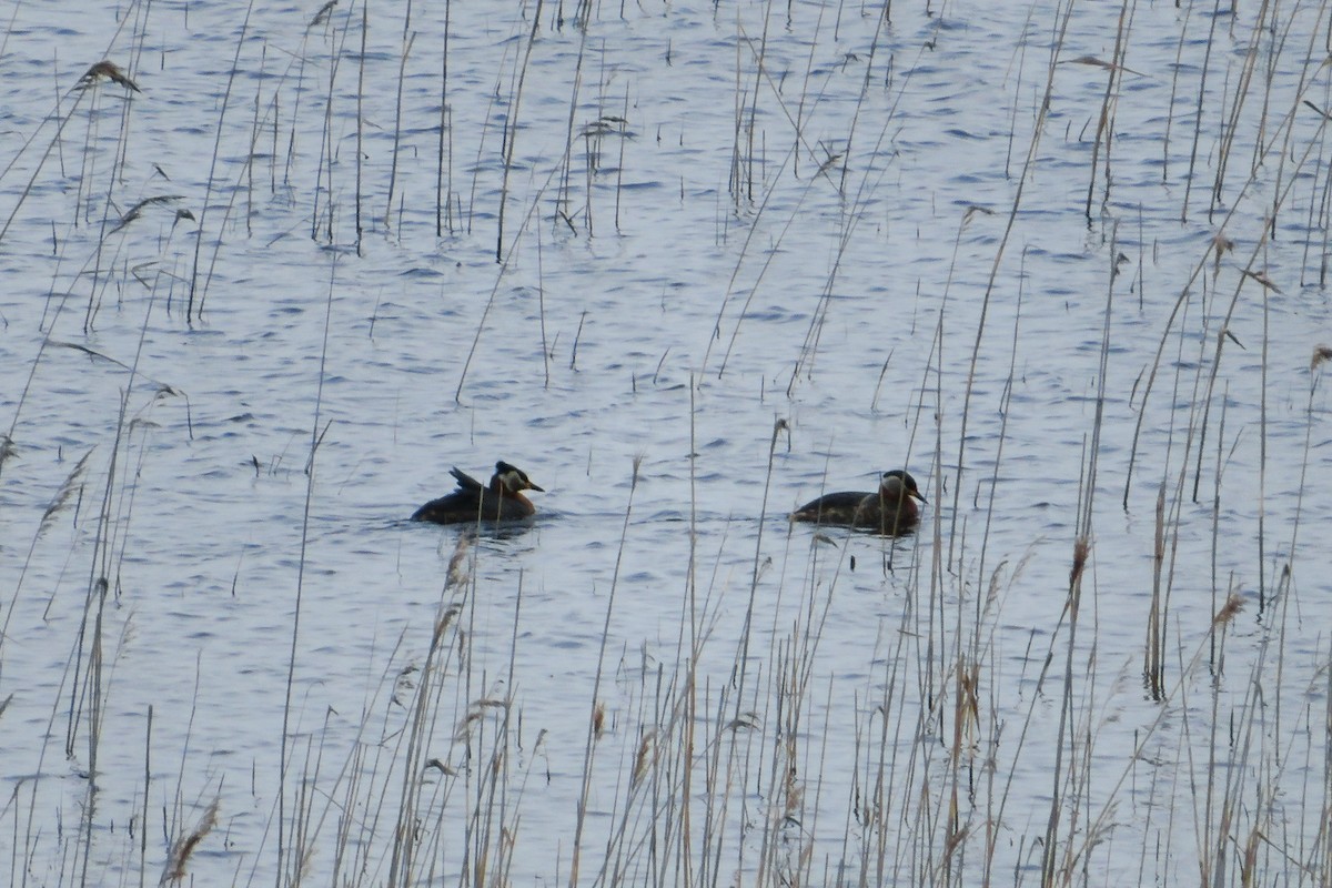 Red-necked Grebe - Antonina V