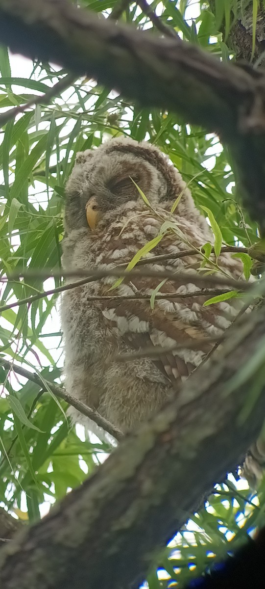 Barred Owl - Ramesh Paramkusham