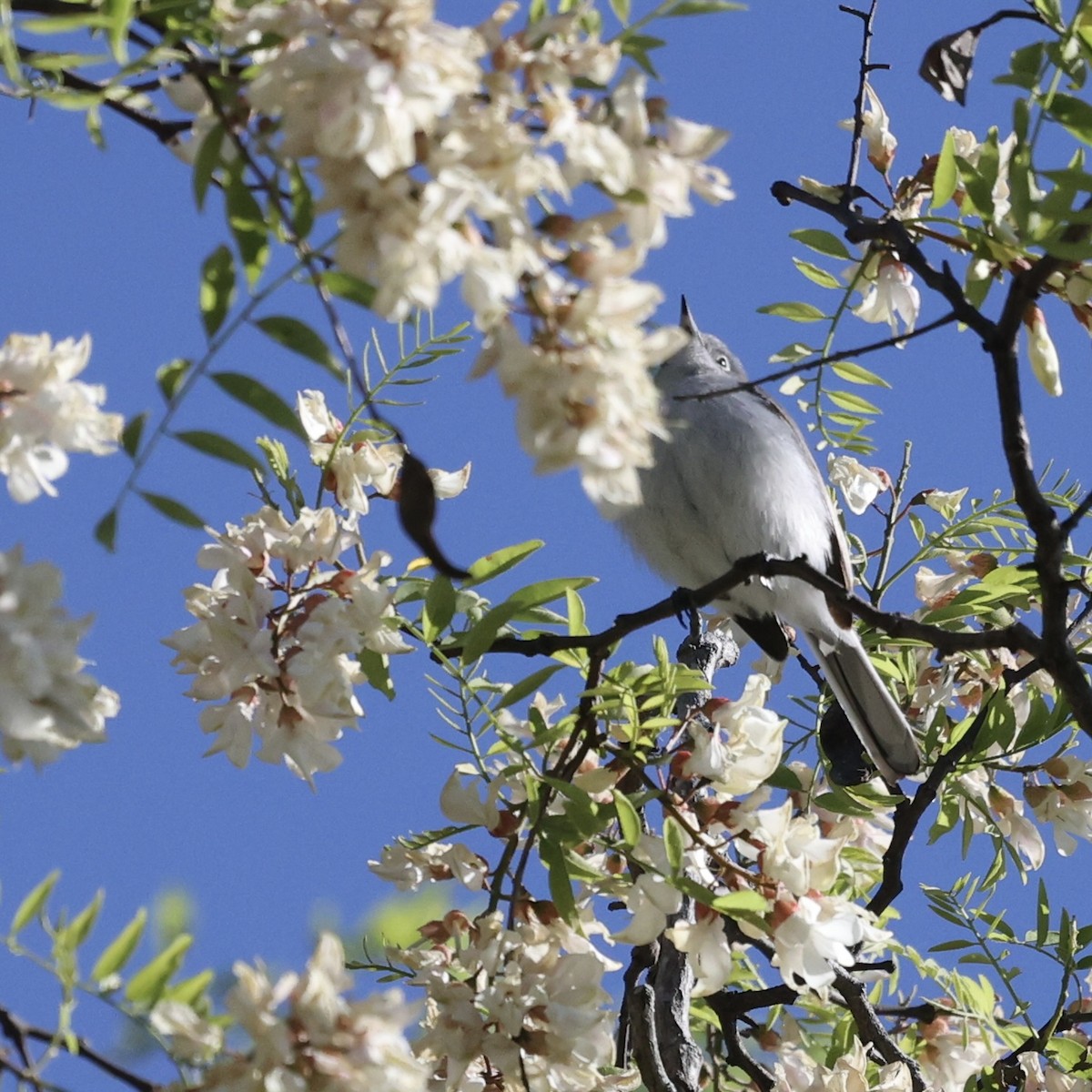 Blue-gray Gnatcatcher - ML618831482