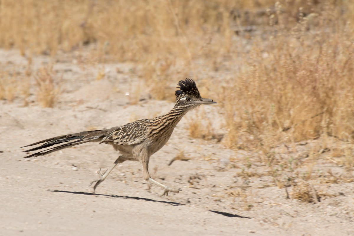 Greater Roadrunner - Lori Buhlman