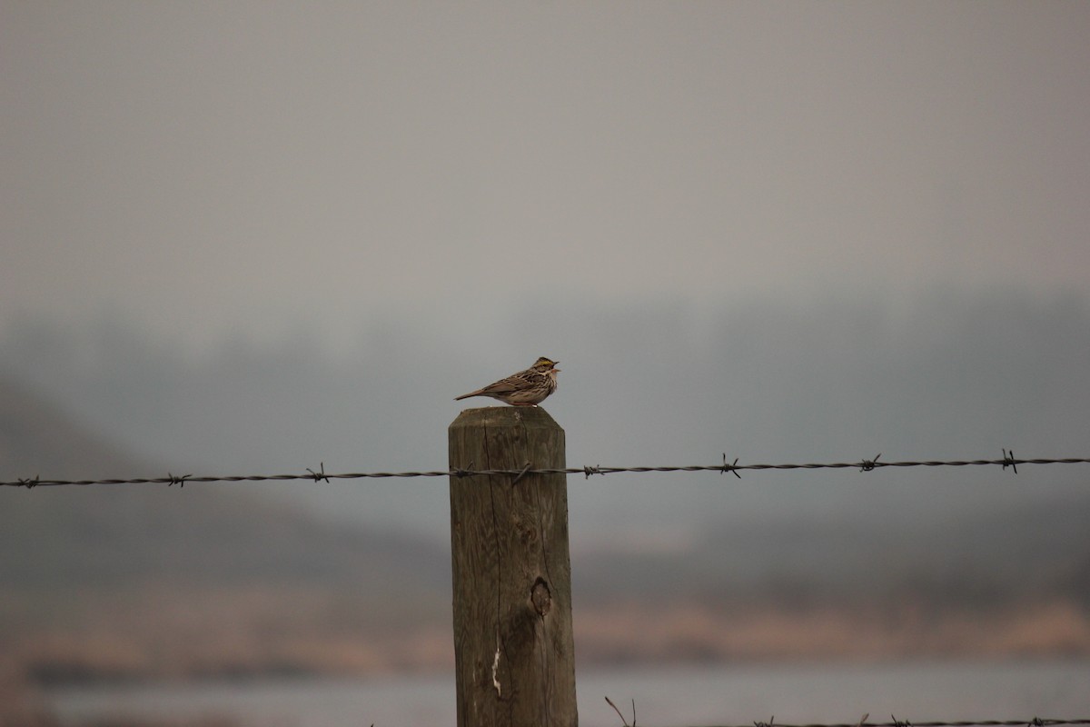 Savannah Sparrow - Josh McCrea