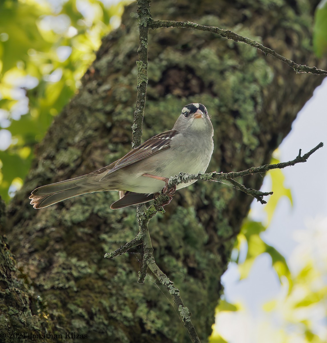White-crowned Sparrow - Jonathan Klizas