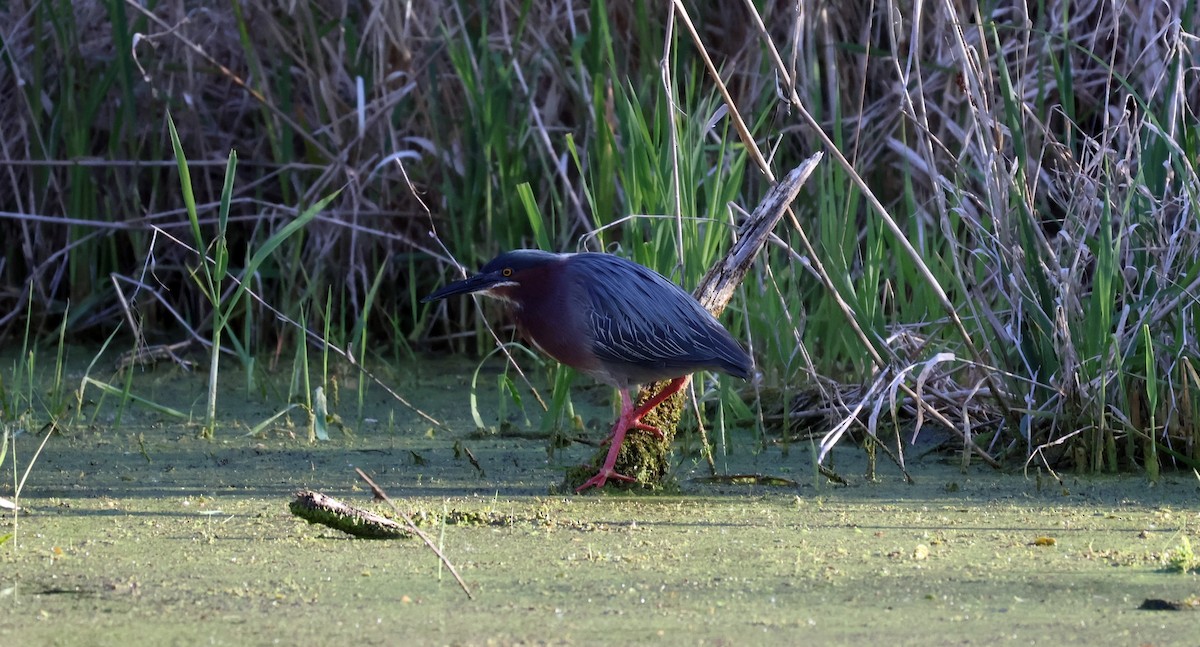 Green Heron - Braeden Cameron