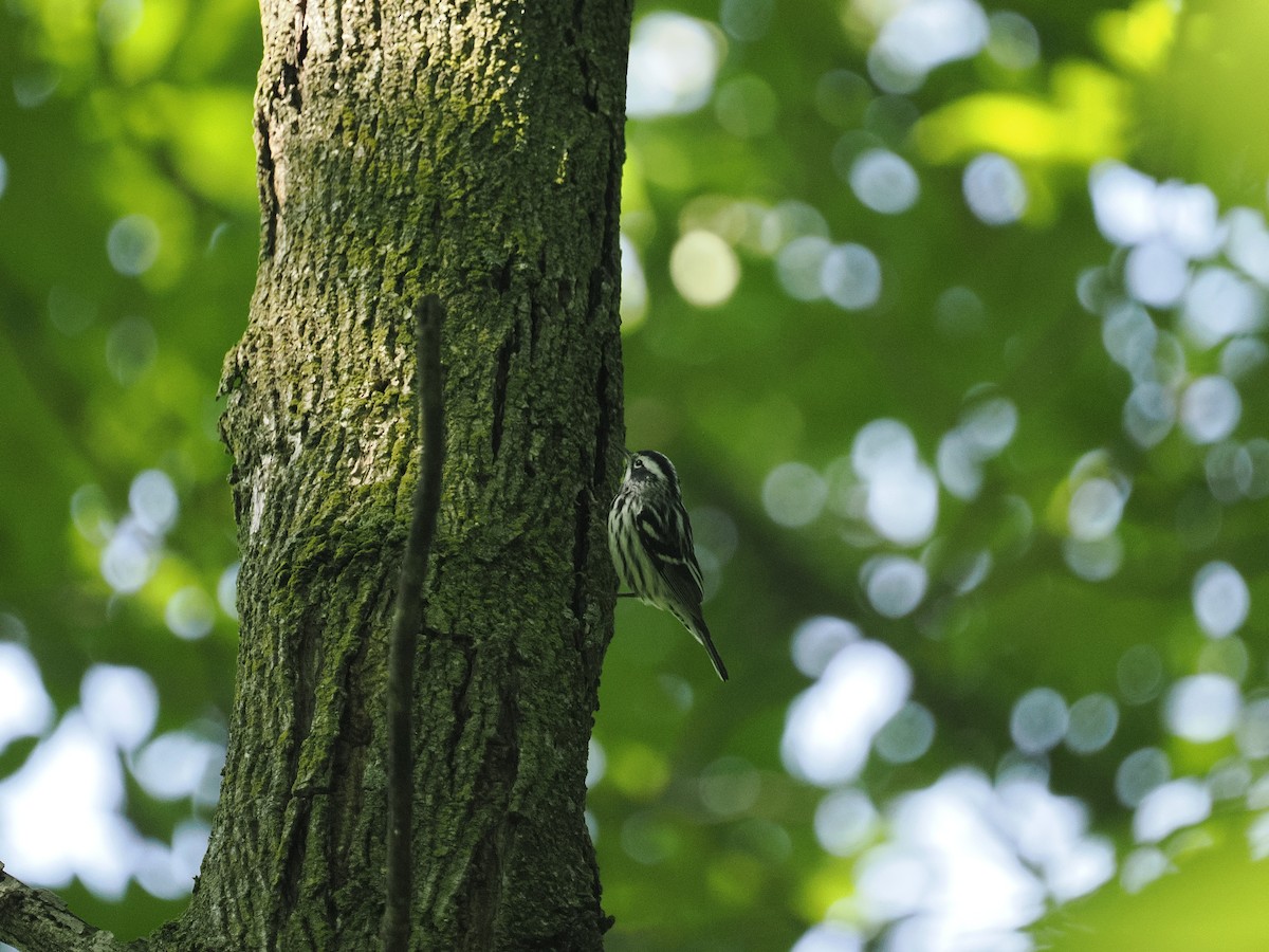 Black-and-white Warbler - ML618831542