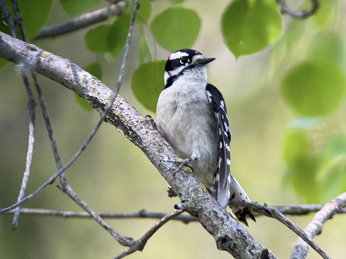 Downy Woodpecker - Zoe Newell-Hickman