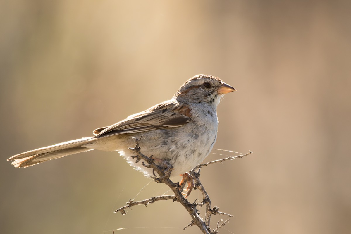 Rufous-winged Sparrow - Lori Buhlman
