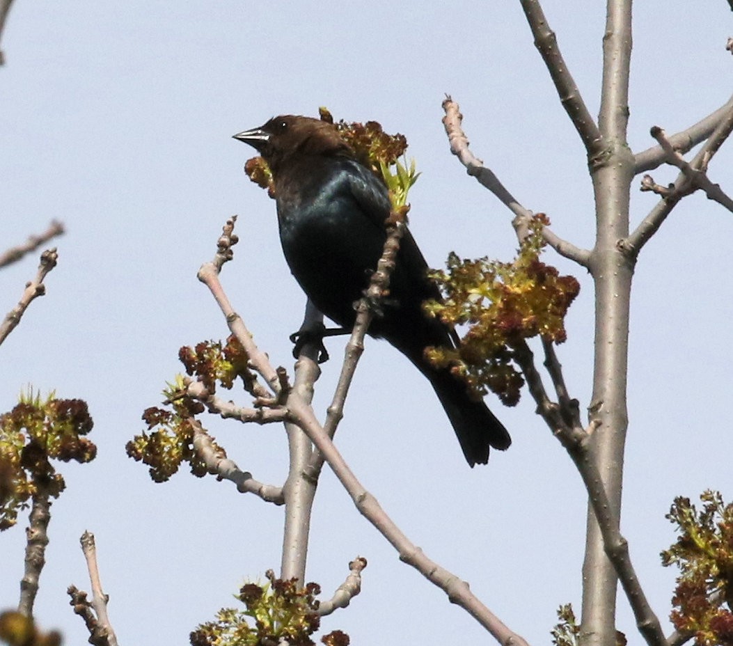 Brown-headed Cowbird - Kernan Bell