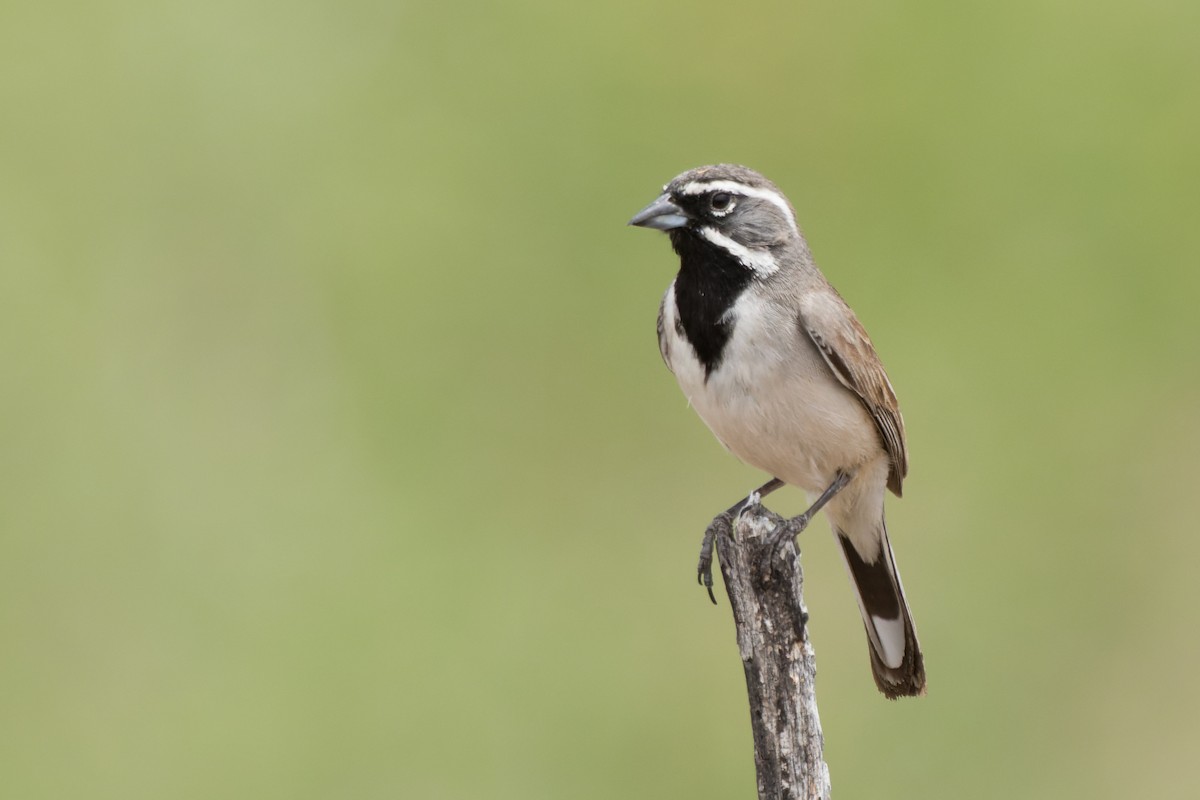 Black-throated Sparrow - Lori Buhlman