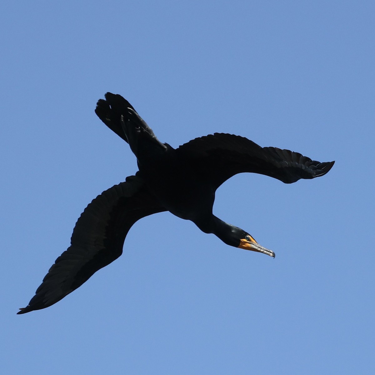 Double-crested Cormorant - Michael Burkhart