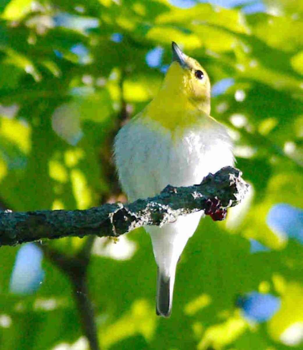 Yellow-throated Vireo - Kathy Ellis