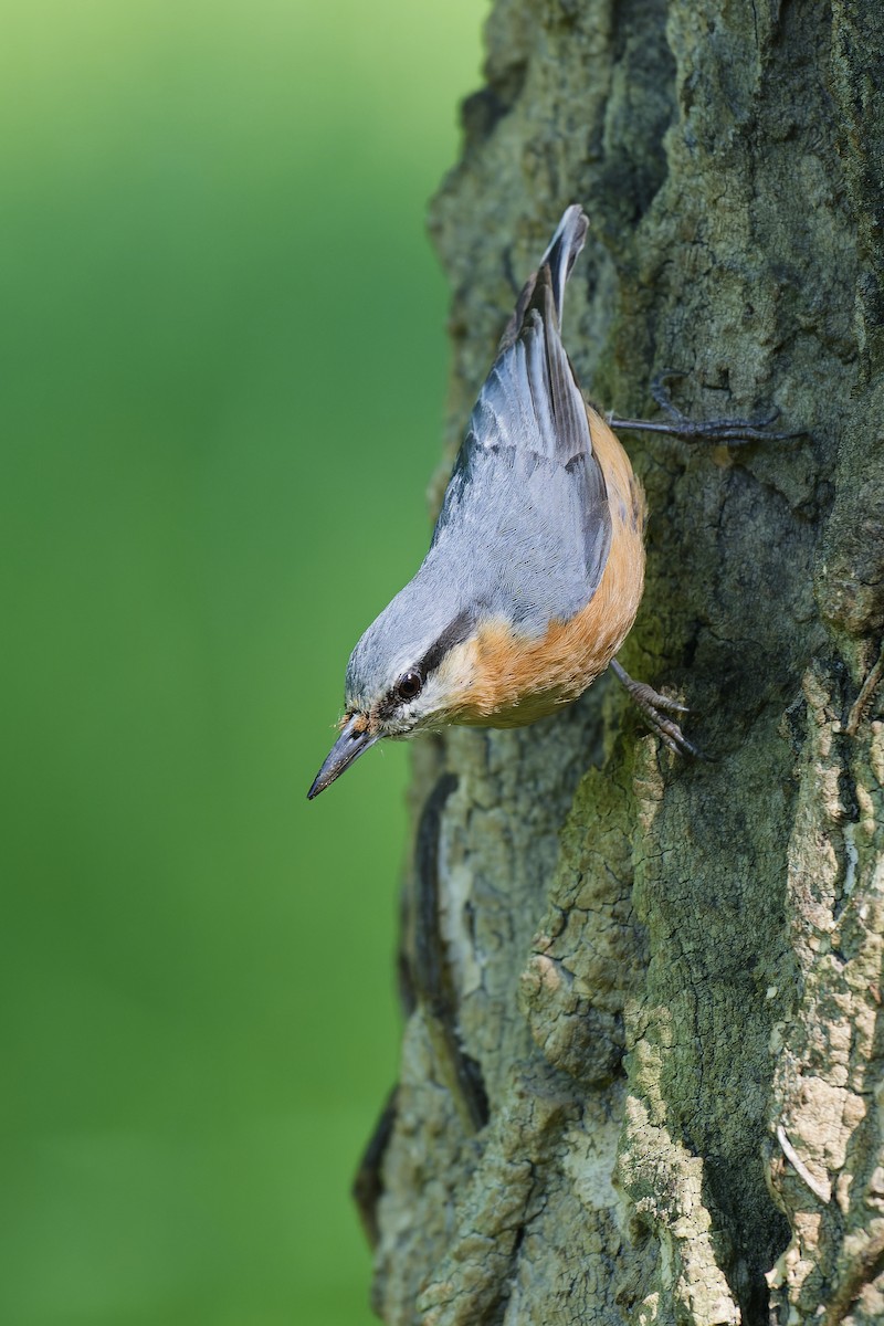 Eurasian Nuthatch - Paul Maury