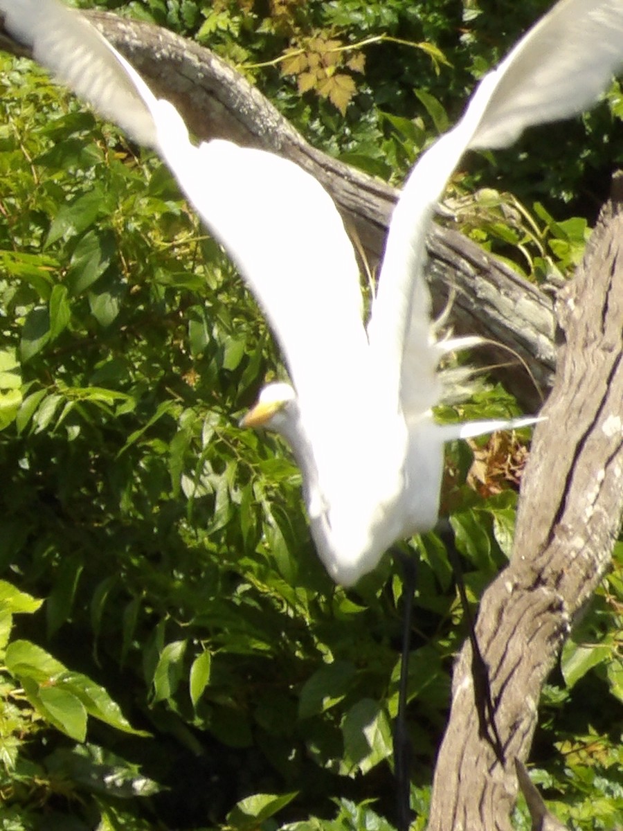 Great Egret - Jerhemy Lonzo