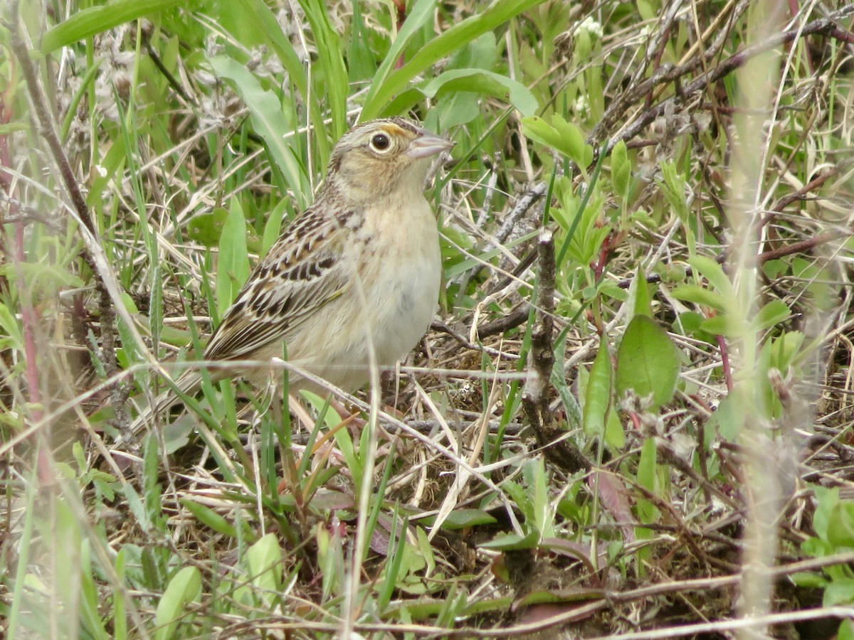 Grasshopper Sparrow - Christine Cote