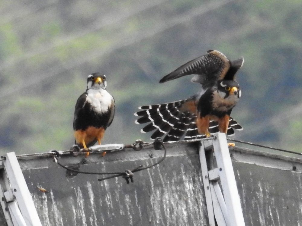 Aplomado Falcon - Fernando Nunes