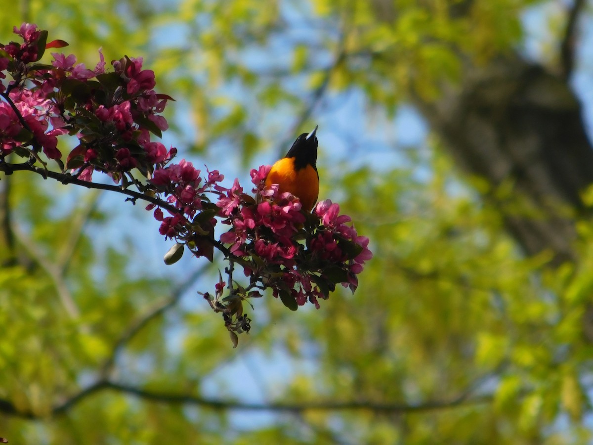 Baltimore Oriole - Arrow Z L