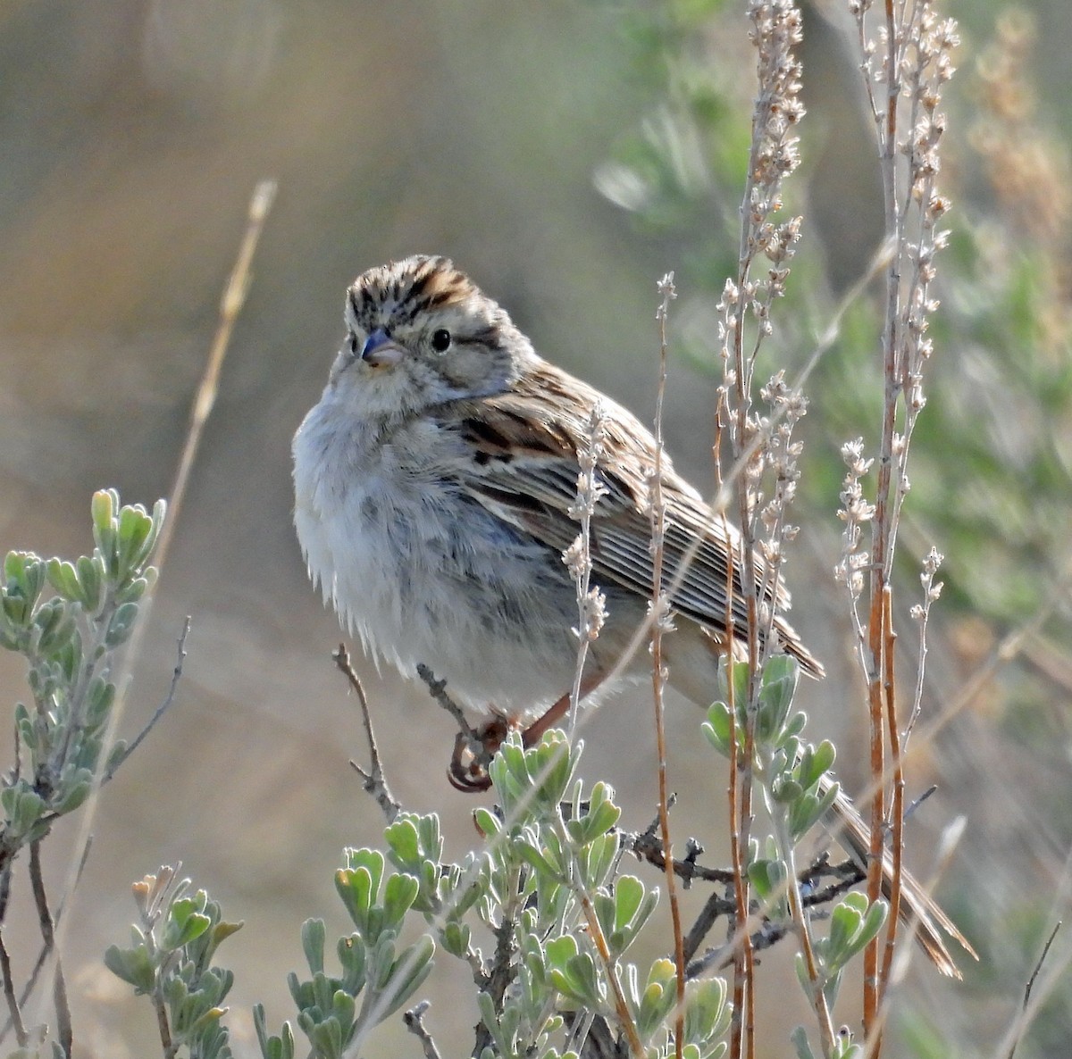 Brewer's Sparrow - ML618831615