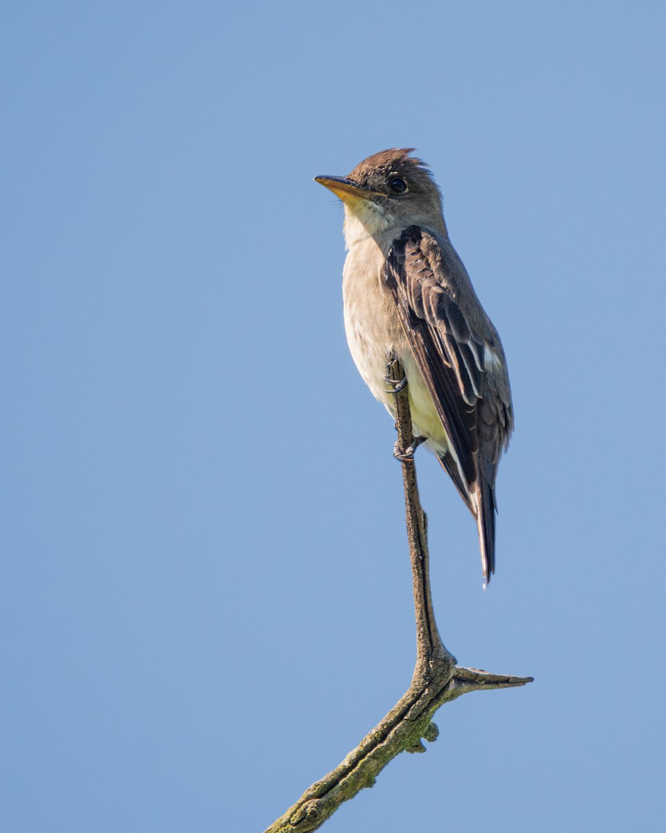 Olive-sided Flycatcher - Dori Eldridge