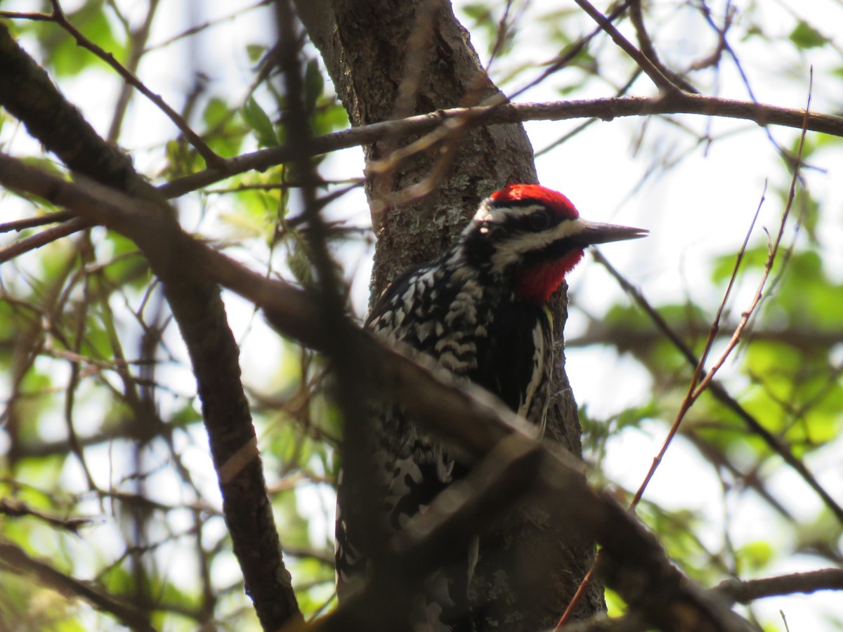 Yellow-bellied Sapsucker - ML618831625