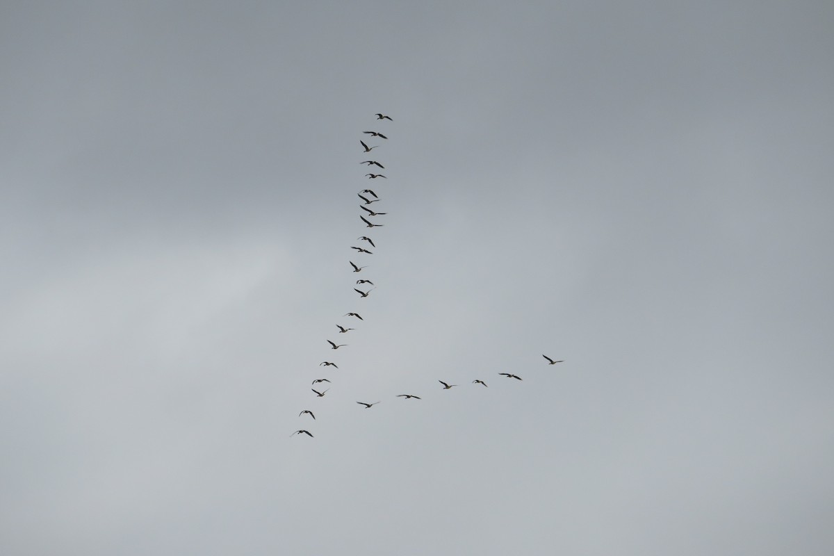 Greater White-fronted Goose - Antonina V