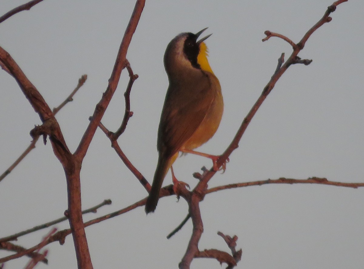 Common Yellowthroat - Todd Ballinger