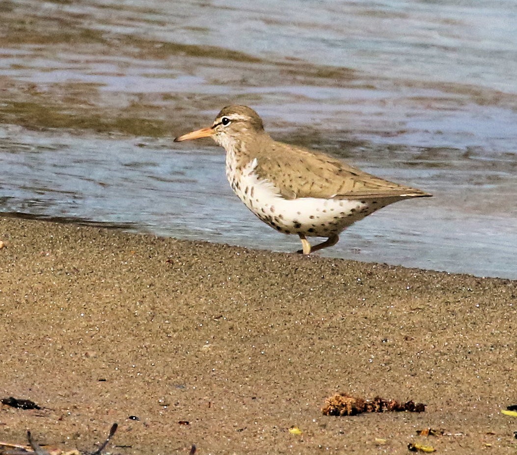 Spotted Sandpiper - Kernan Bell