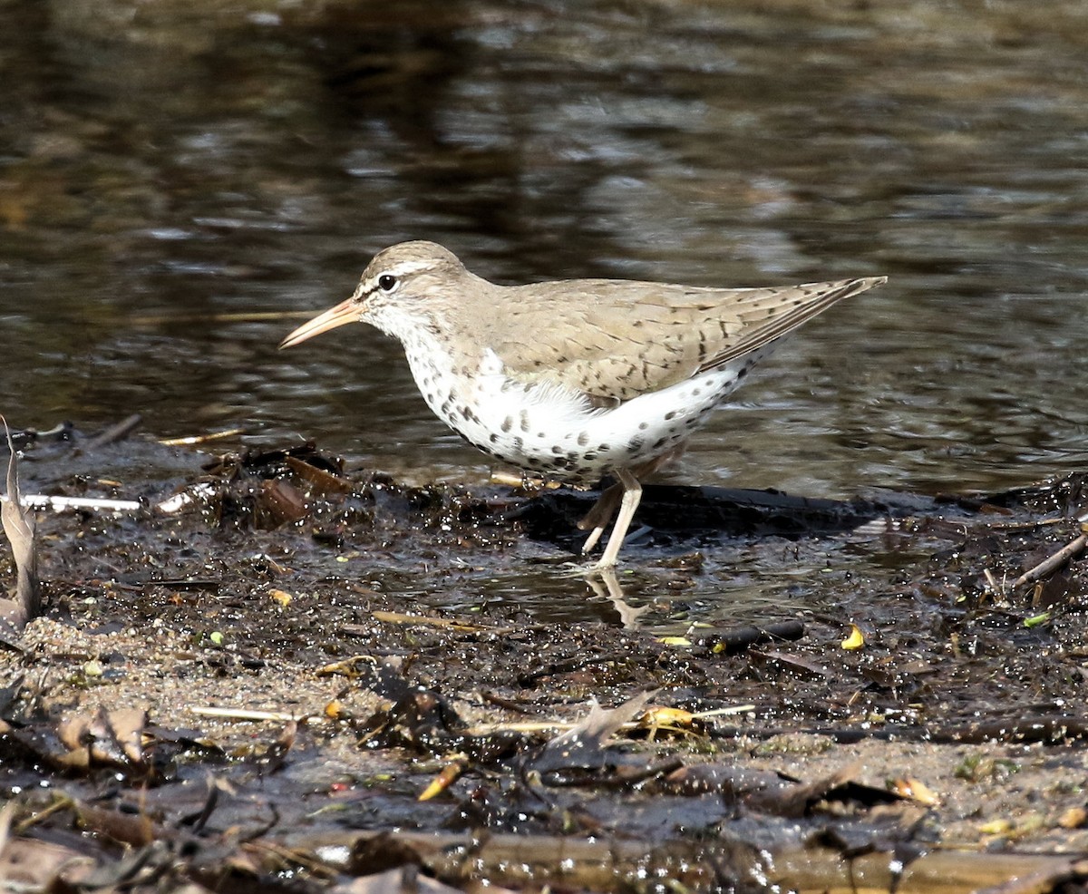 Spotted Sandpiper - Kernan Bell